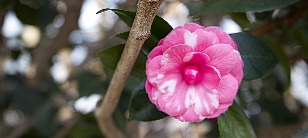 decorative image of camellia flower