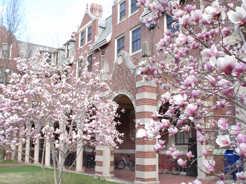 A view of Wellesley College in Spring with blooming Magnolia trees