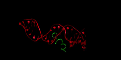 Buforin II (shown in green) is an antimicrobial peptide (a short protein chain that kills bacteria) intertwine against a black backdrop 