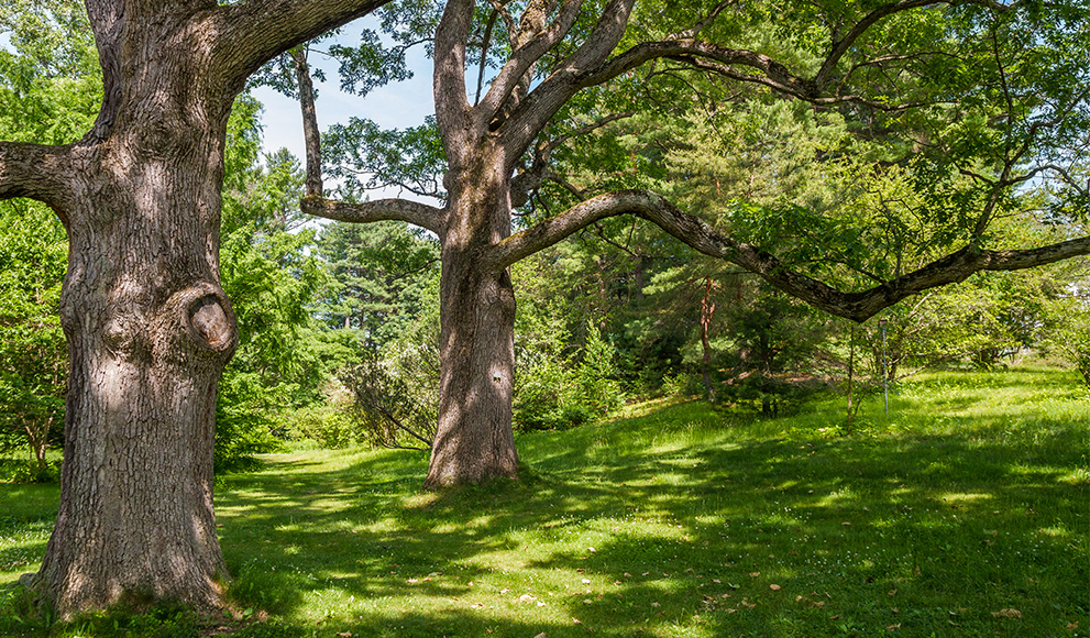 A tree on the Wellesley College Campus