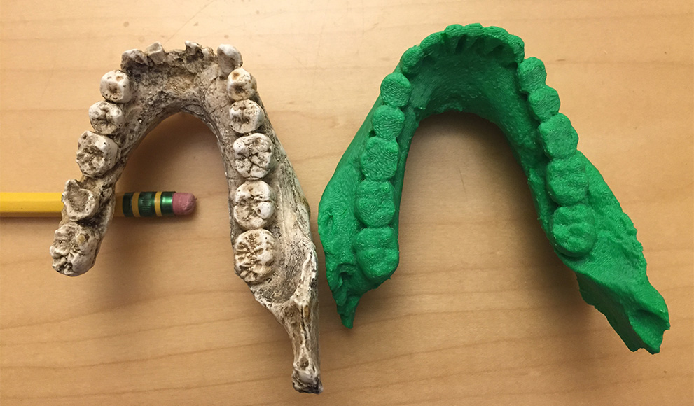 A 3D printout of a Homo naledi fossil sits next to a cast of a Homo habilis jaw.