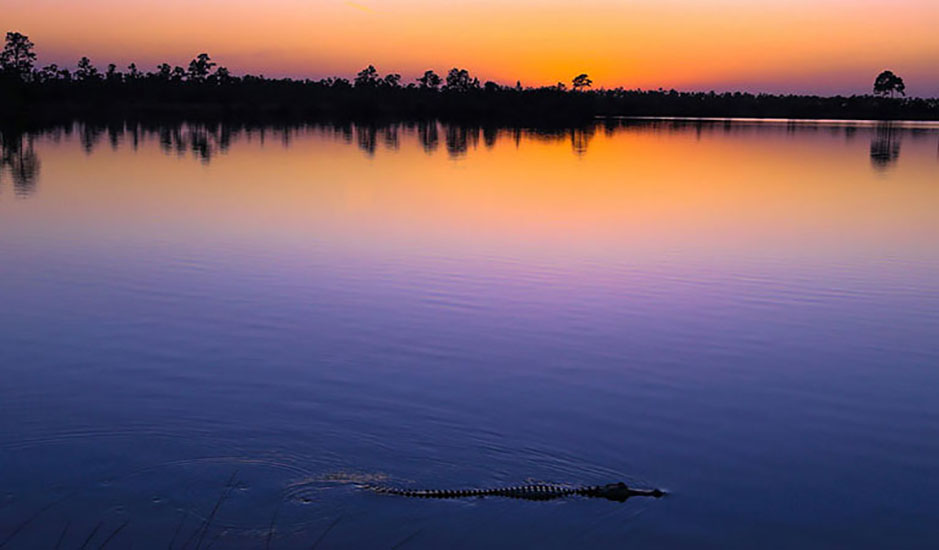 sunset over everglades glassy water with aligator in foreground