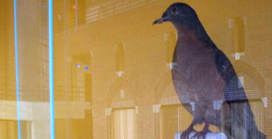 reflection of science center interior on display case showing passenger pigeon