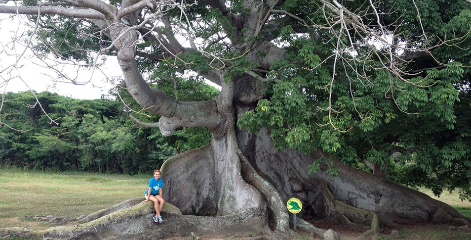 Helena McGonagle sits among roots of a giant tree