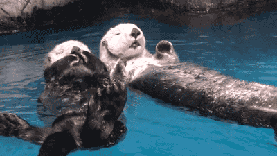 two otters holding hands. 