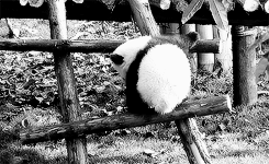a panda climbing a ladder