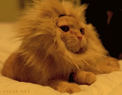 Cat wearing a lion's mane yawning