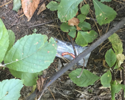 photo looking down at the ground through leaves, with a plastic bag with the Land O Lakes logo visible