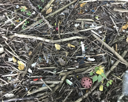 photo of sticks and plants on the ground with small bits of plastic