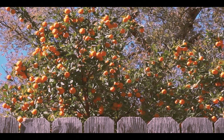 video still of an orange tree with fruit