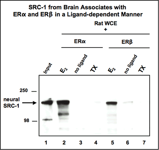src-1 from brain associates with er(alpha) and er(beta) in a legand-dependent manner