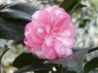 Durant camellia